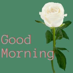 good morning flower images