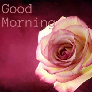 good morning flower images