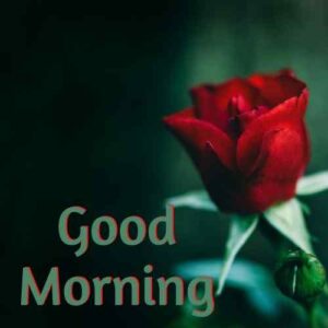 good morning flowers with messages