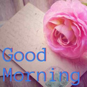 Good Morning Flower Images Free Download