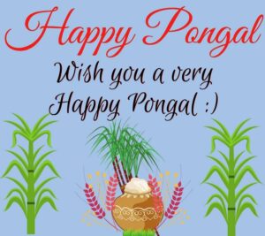 happy pongal photos hd