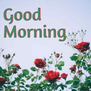 good morning images with flowers hd