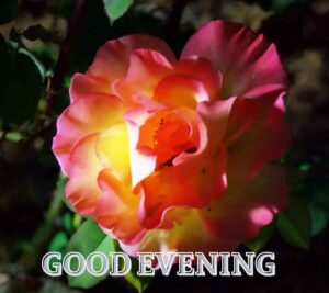 good evening images with rose