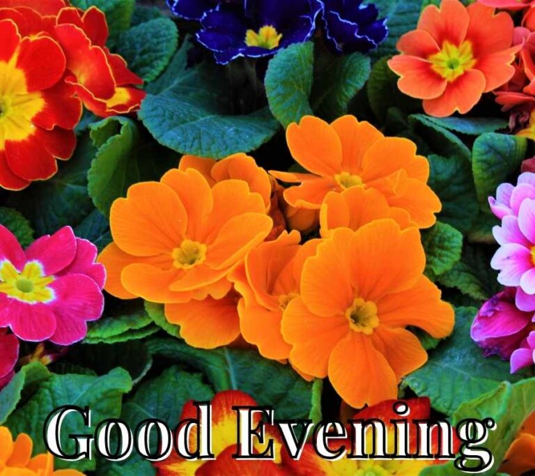 Good Evening Images Flowers HD Images Good Evening Images