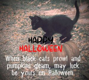 Halloween cat images