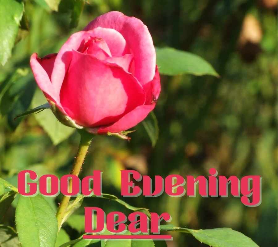 Good Evening Images With Rose | HD Rose Flowers Evening Pics
