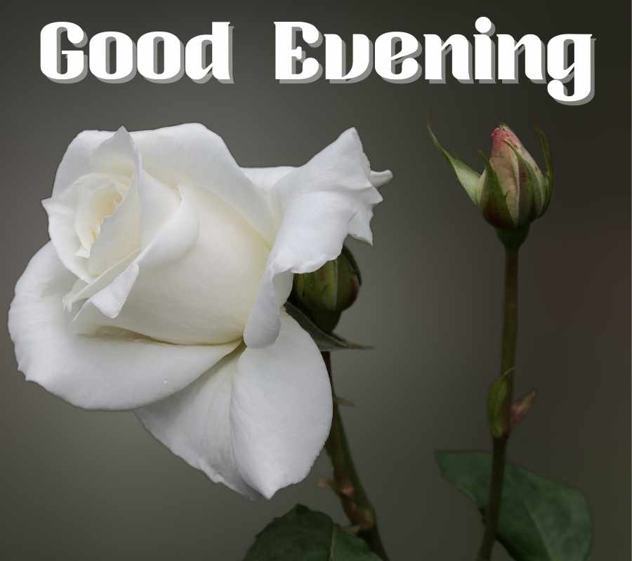 Good Evening Images With Rose HD Rose Flowers Evening Pics
