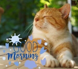 Beautiful Good Morning Cat Images Download Free in HD