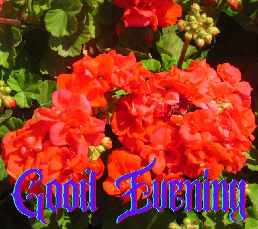Good Evening Images Flowers HD Images Good Evening Images