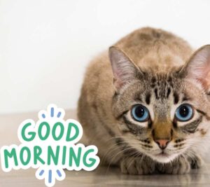 Beautiful Good Morning Cat Images Download Free in HD