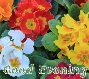 good evening flowers images