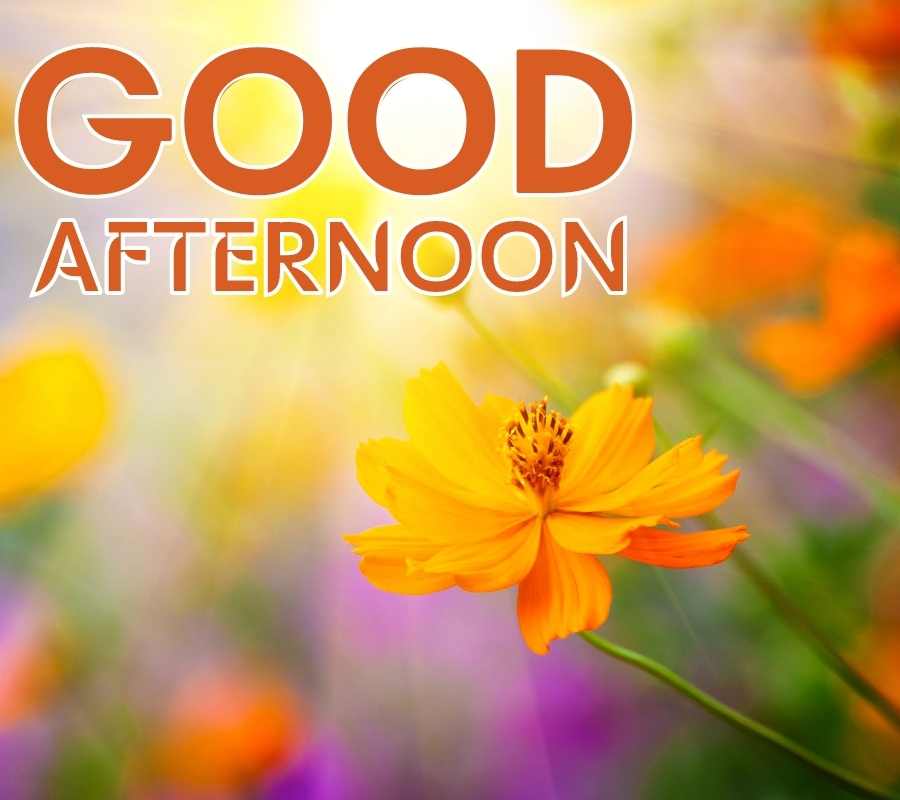 good afternoon wallpaper download