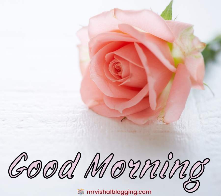 good morning flower images free download for WhatsApp
