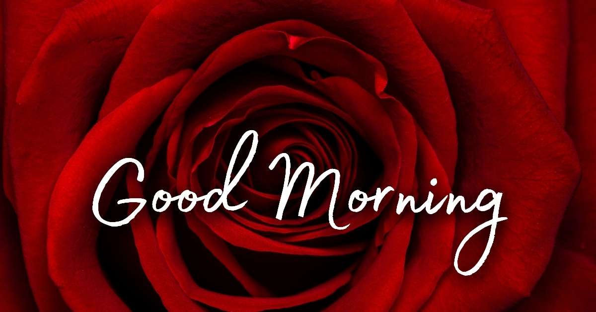 Good Morning Rose Images Download