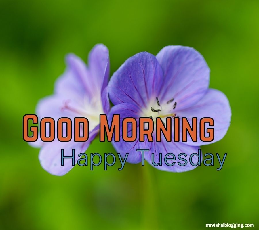 Happy Tuesday Good Morning Images With Quotes HD Download