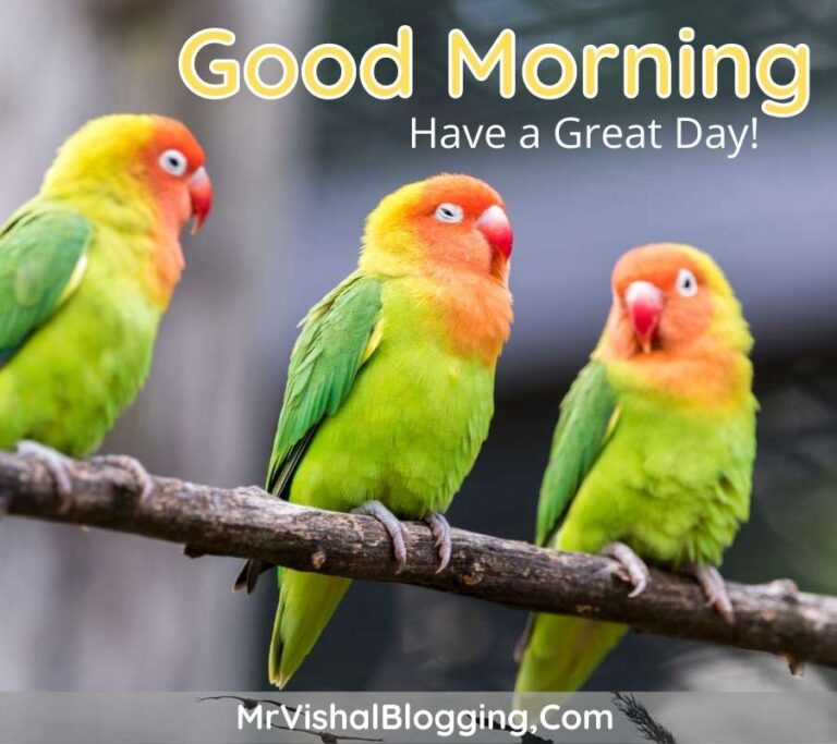 Good Morning HD Images With Flowers And Birds Download Free