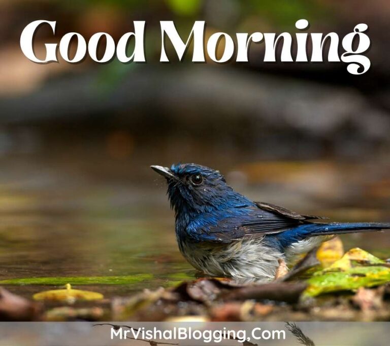 Good Morning HD Images With Flowers And Birds Download Free