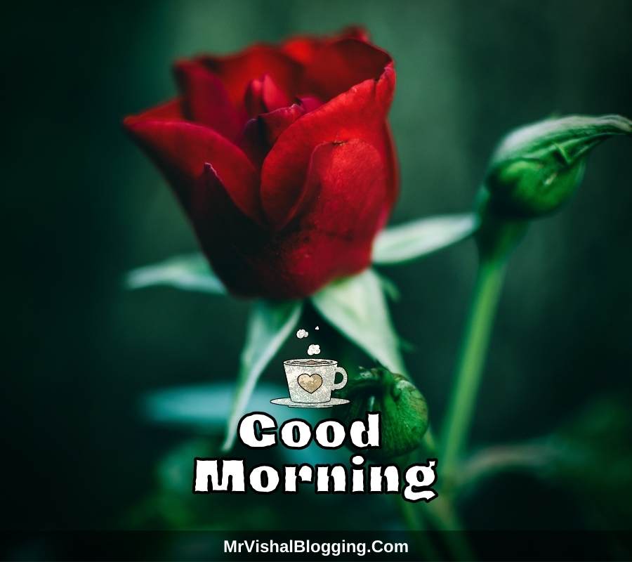 good morning roses pictures