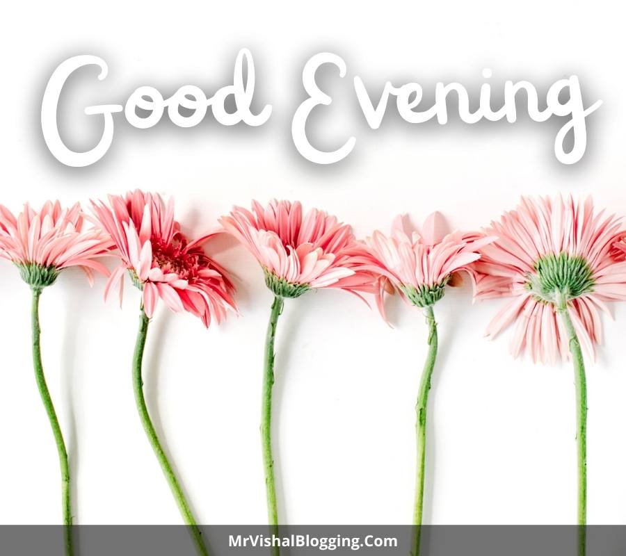 good evening flowers images