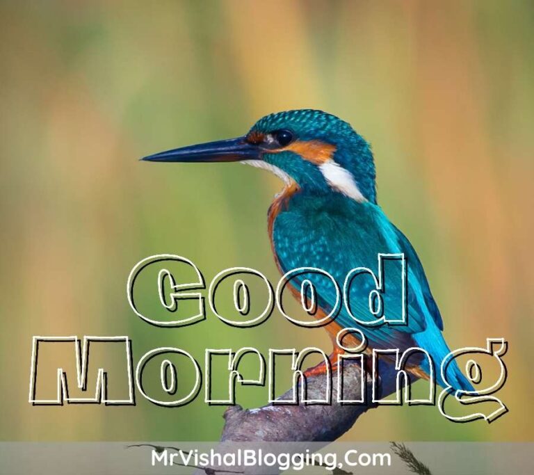 Good Morning HD Images With Flowers And Birds Download Free