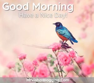 Good Morning HD Images With Flowers And Birds Download Free