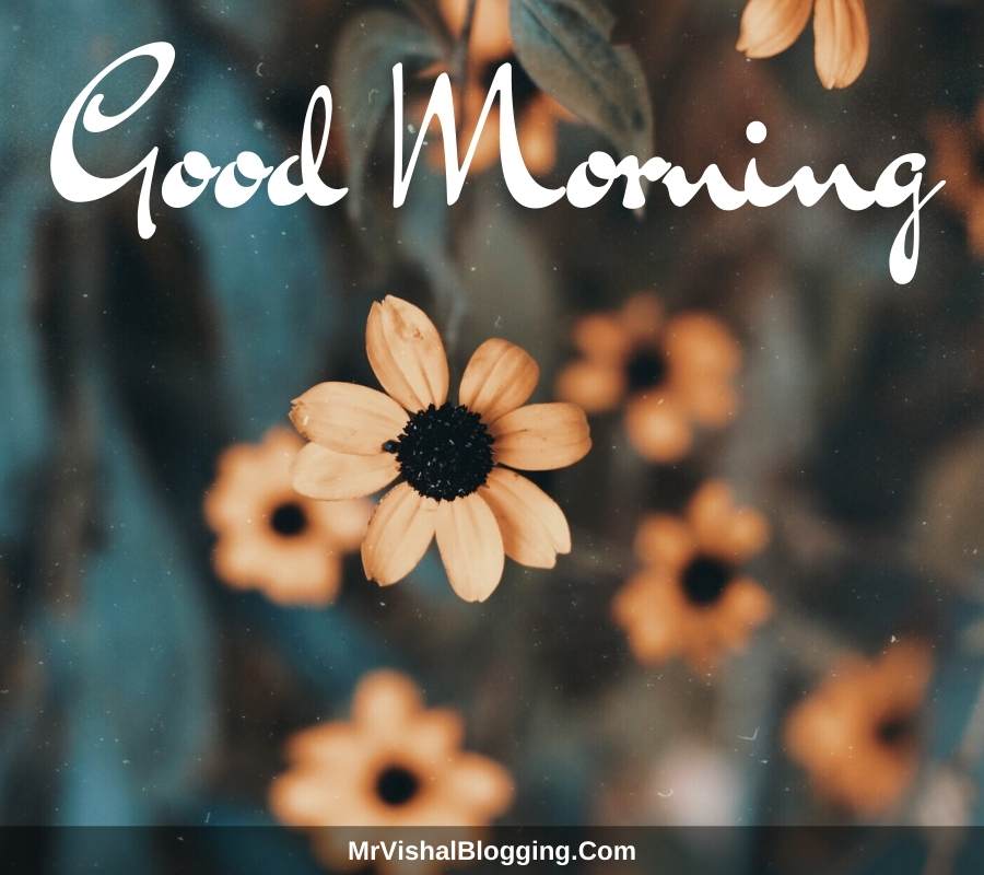 good morning flowers pictures