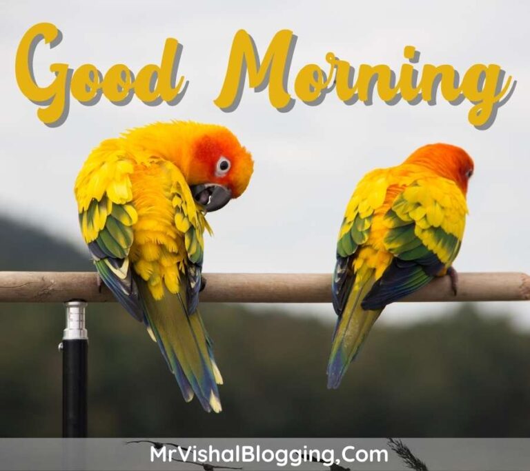 Good Morning HD Images With Flowers And Birds Download Free