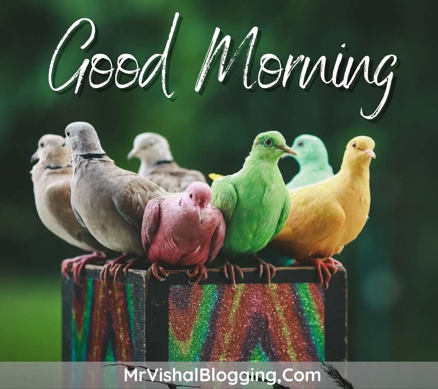 good morning birds pictures download