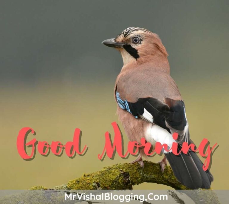 Good Morning HD Images With Flowers And Birds Download Free