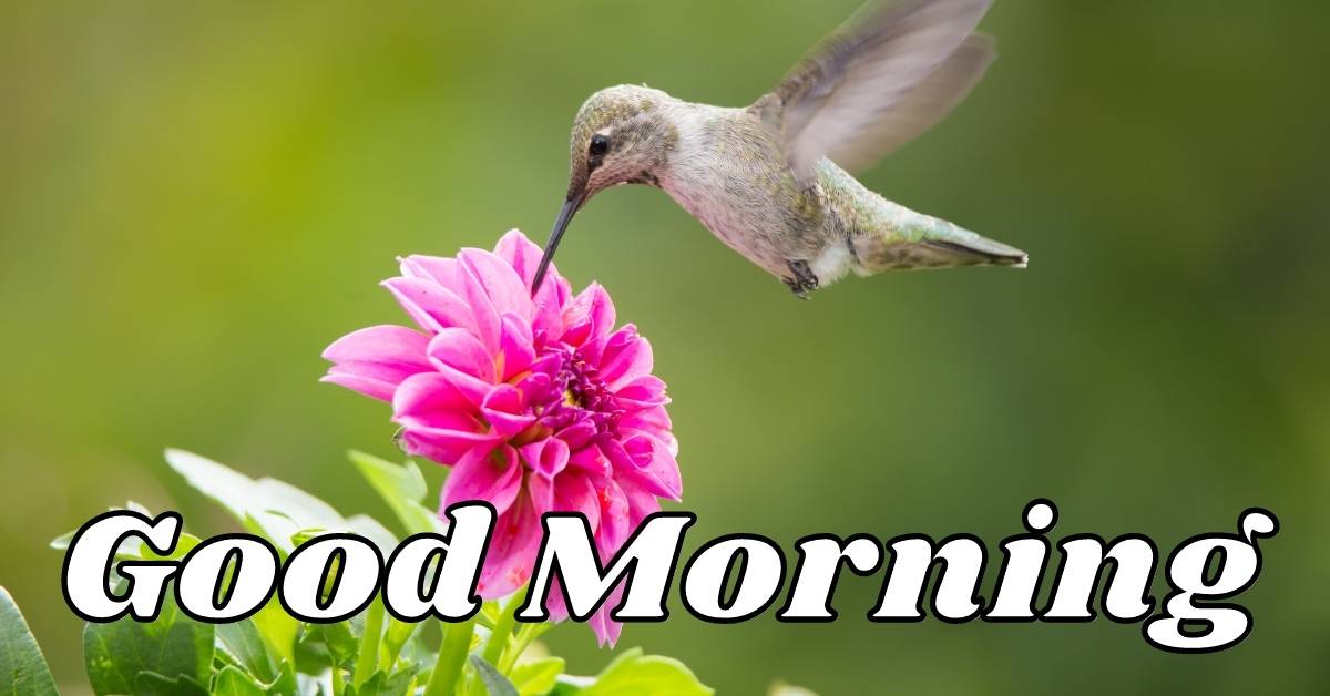 good morning images with flowers and birds download
