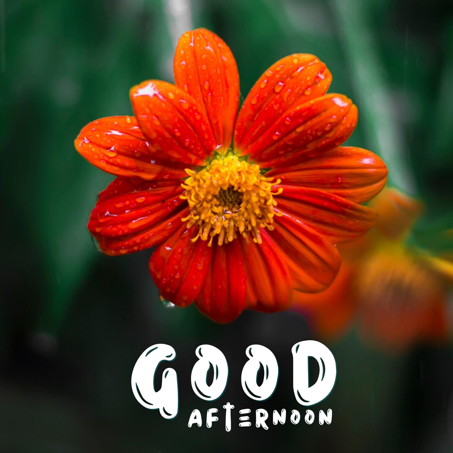 Beautiful Good Afternoon Image Download