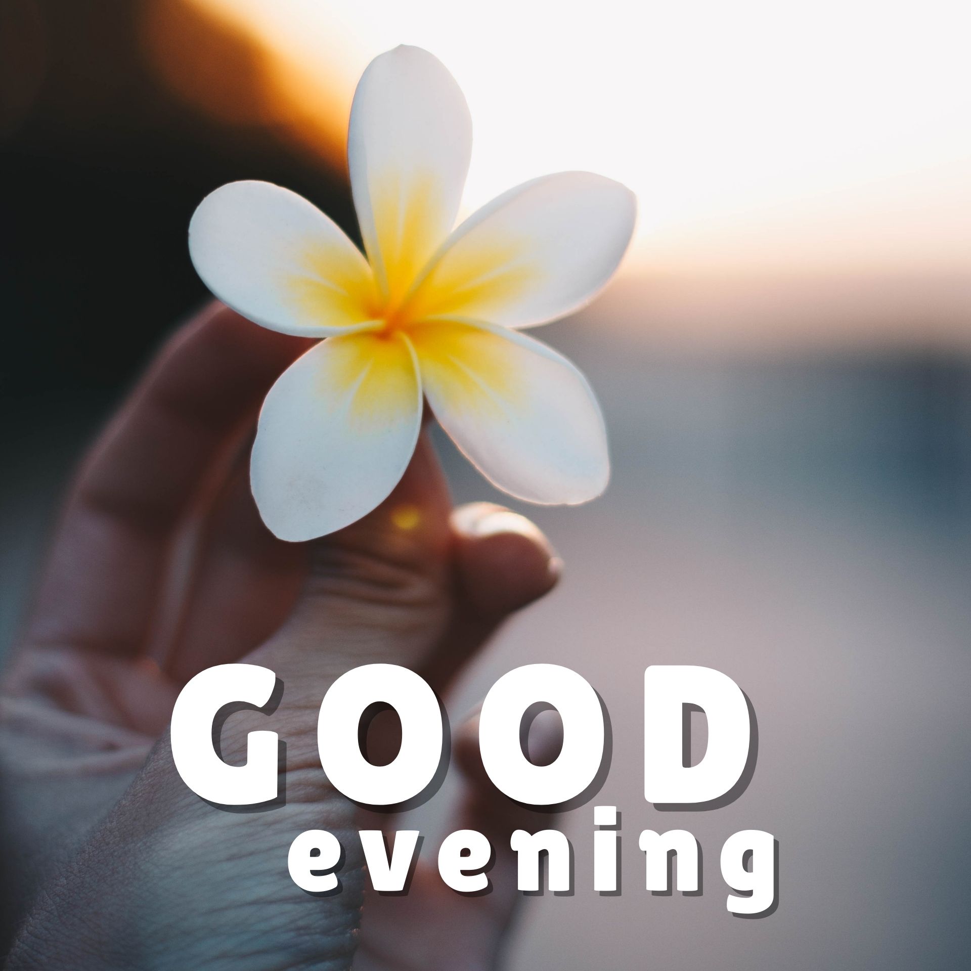 ᐅ Beautiful Good Evening Images For WhatsApp Download